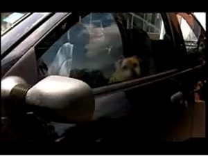 Mr. Locksmith Nanaimo – Would Your Dog Lock You in a Hot Car